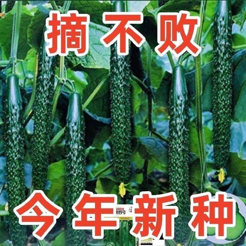 【今年新种】津研四号黄瓜种子刺黄瓜绿皮绿肉绿心黄瓜蔬菜种子