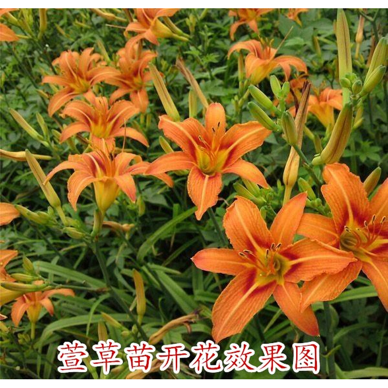 大花萱草苗黄花菜种苗黄花菜种植苗根金针菜苗根金娃娃萱草苗包活