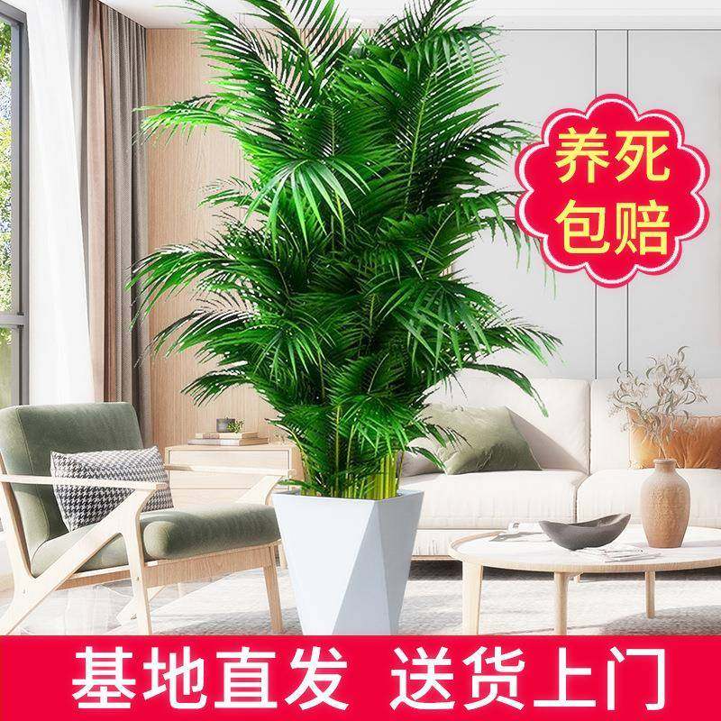 散尾葵盆栽绿植北欧网红室内客厅大型植物凤尾竹净化空气吸甲醛