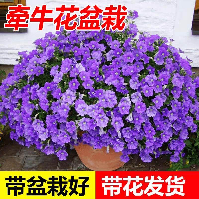 矮牵牛花苗阳台百万小玲盆栽带花苞庭院垂吊花卉绿植四季开花植物