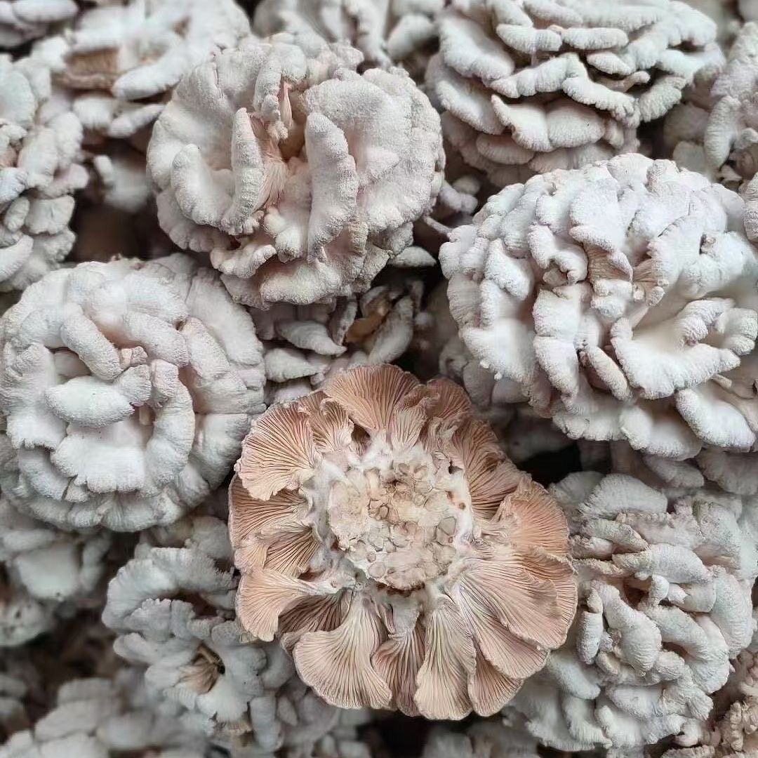 【顺丰包邮】参说菇精选新鲜白参菌优质现摘现发产地直发可批发