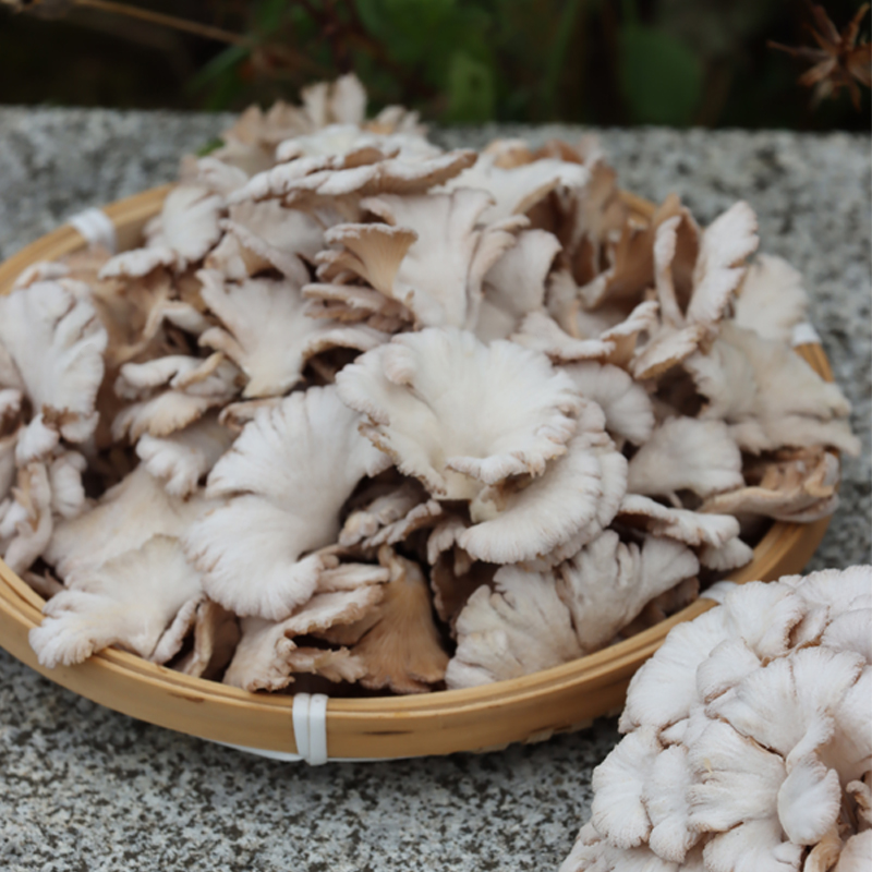 【顺丰发货】参说菇精选散装新鲜白参菌片无根鲜菇绿色食品认证