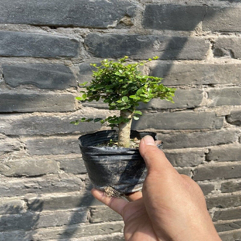 海南香兰树盆景稀有品种庭院悬崖造型植物名贵树种开花浓香