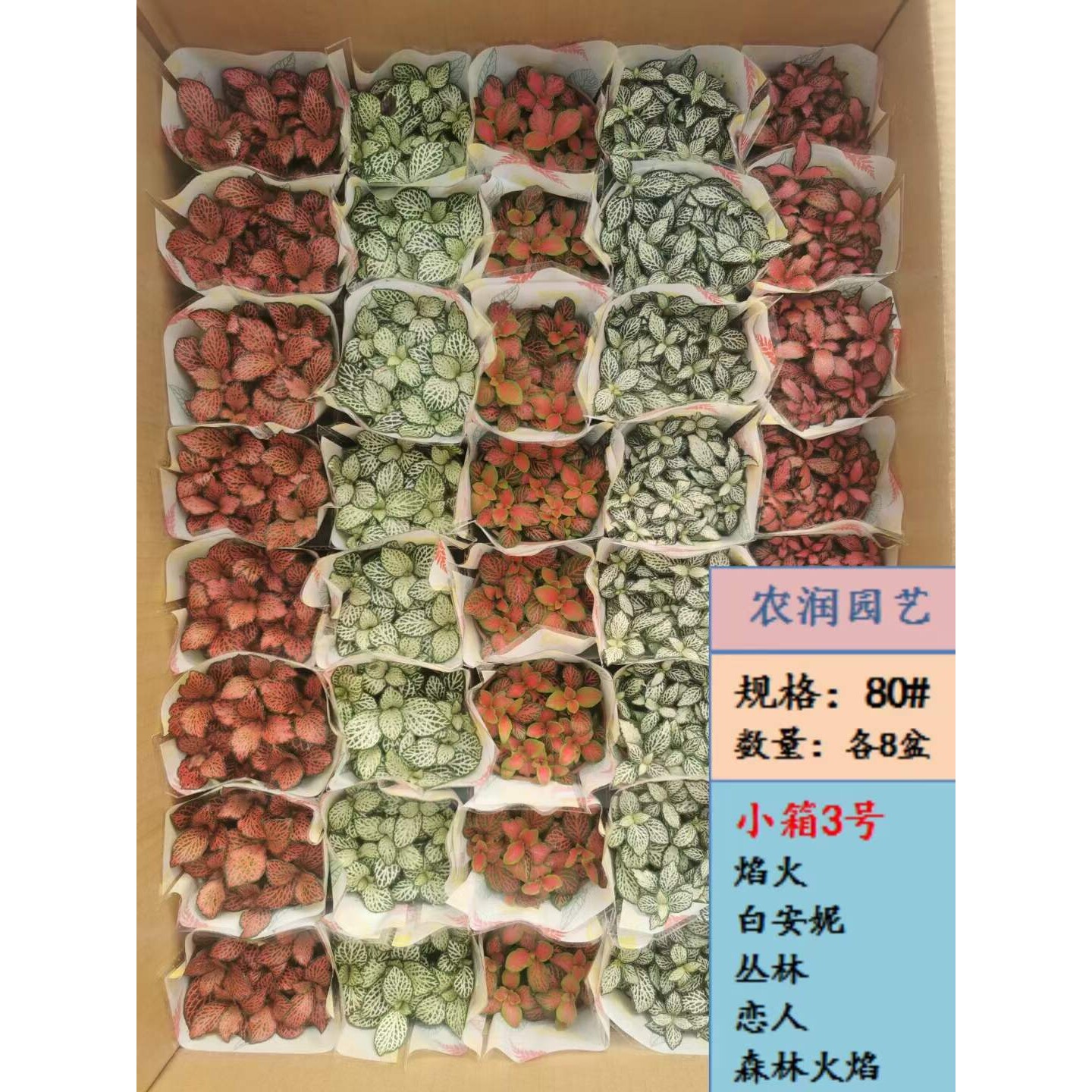 【基地】观叶植物小盆栽花卉 微景观绿植 小箱混装网纹草