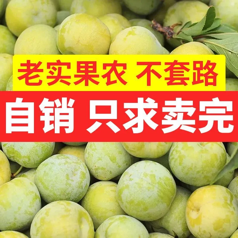 四川脱骨李子新鲜水果大甜青脆半边茵红李树上熟当季5斤包邮