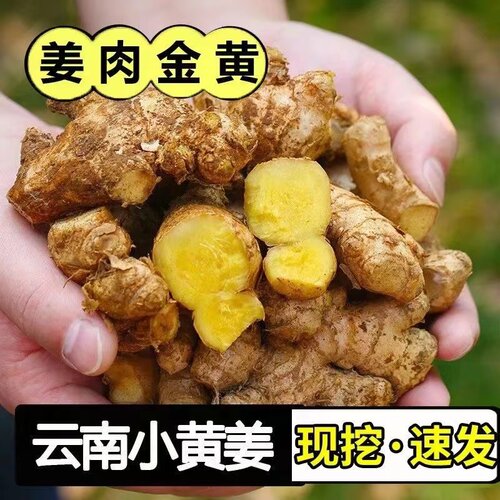云南小黄姜新鲜蔬菜现挖