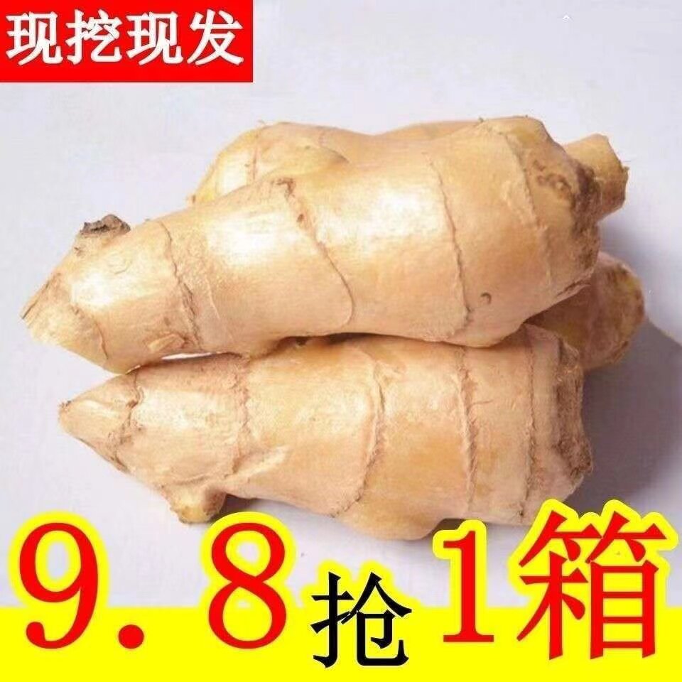 生姜山东大姜5斤新鲜肉姜