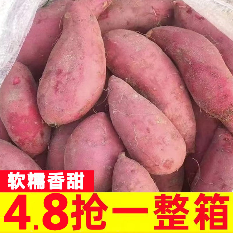 板栗红薯新鲜农家地瓜香薯
