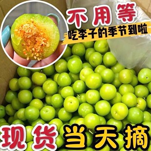 三月李酸脆李子茂名钱排当季青李孕妇新鲜水果珍珠早熟现摘现发