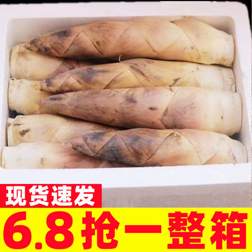 包邮新鲜春笋现挖雷竹笋野生