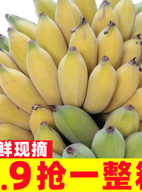 广西香蕉新鲜小米蕉水果包邮小香芭蕉苹果蕉9斤自然熟当季10