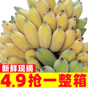 广西香蕉新鲜小米蕉水果包邮小香芭蕉苹果蕉9斤自然熟当季10