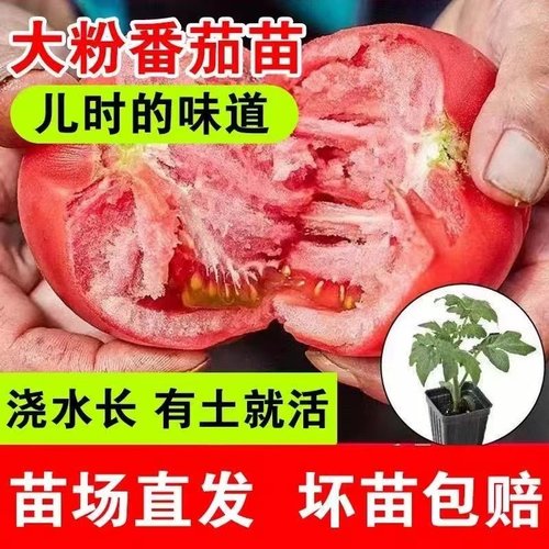沙瓤老品种普罗旺斯番茄秧苗带土
