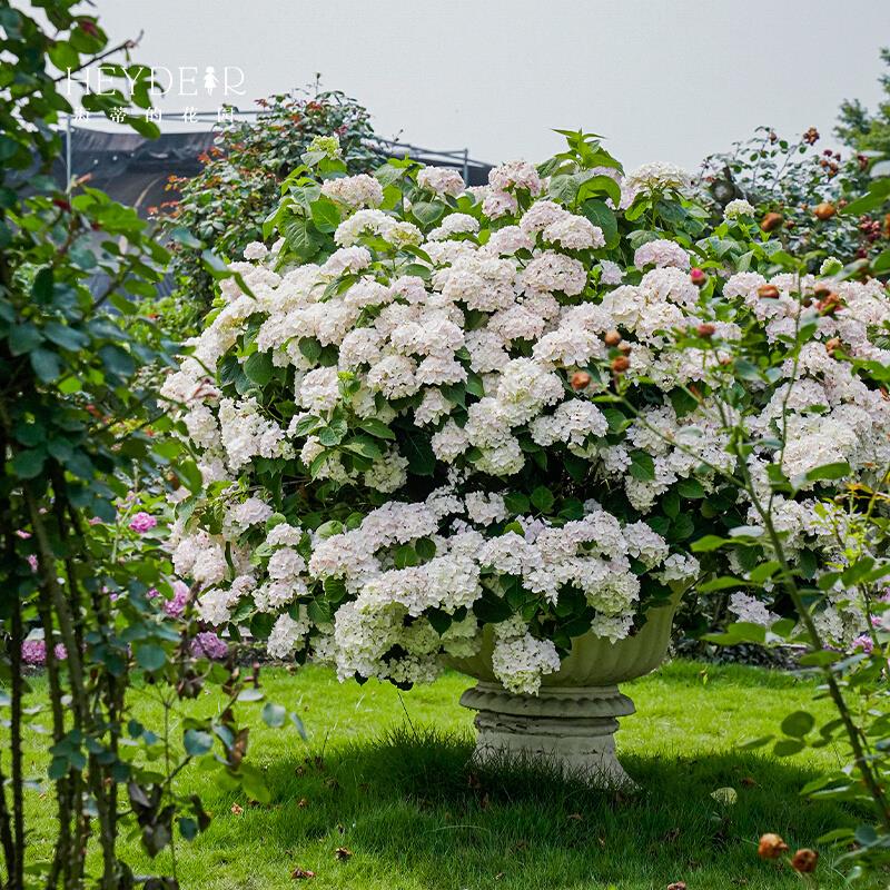 绣球花苗无尽夏新娘海妈花园花卉植物新老枝开花盆栽苗