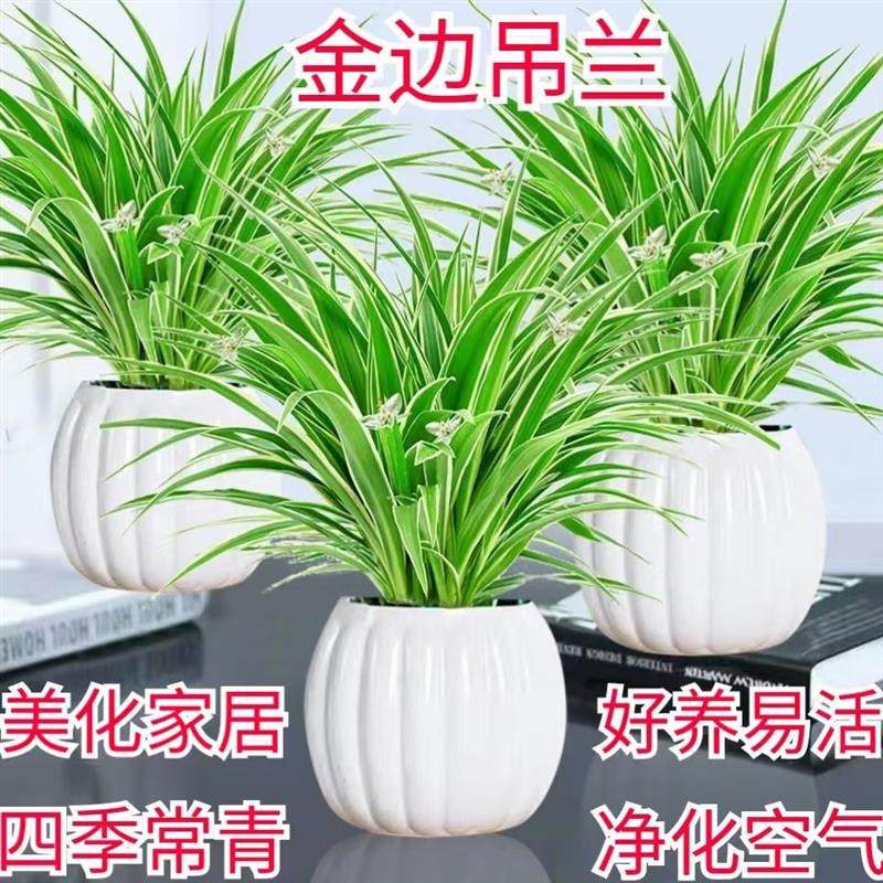 金边吊兰盆栽室内桌面土培植物净化空气四季好养客厅发财树好养