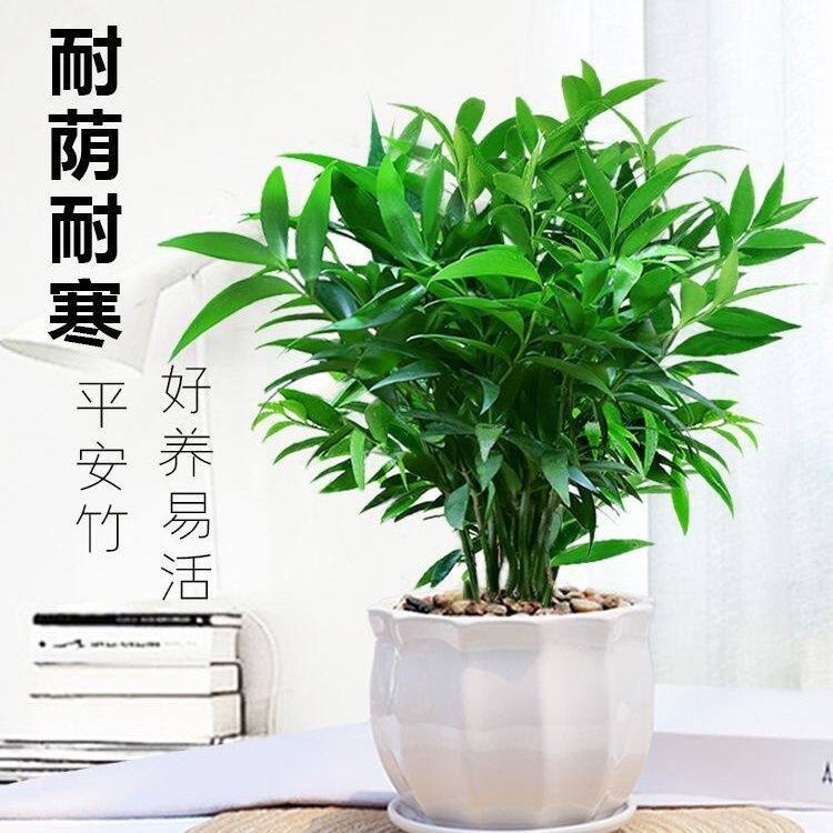 竹柏盆栽室内驱蚊植物平安竹清香绿植驱虫净化空气好养长寿竹树苗