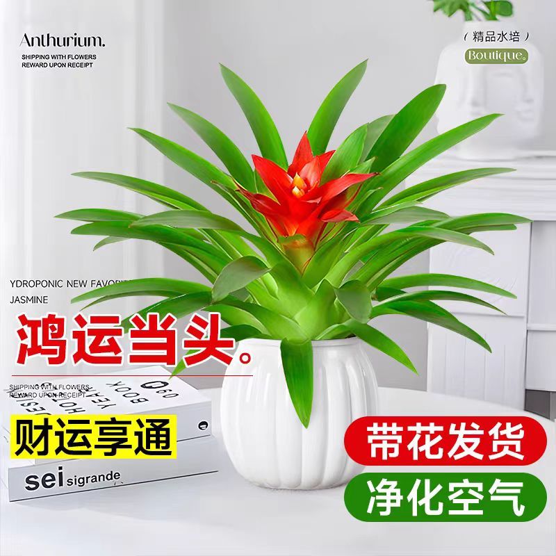 鸿运当头盆栽小红星花卉室内客厅水培绿植物大盆懒人养的植物好养