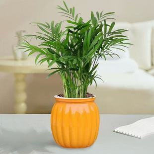 袖珍椰子盆栽散尾葵凤尾竹绿植室内客厅水土培植物四季常青易存活