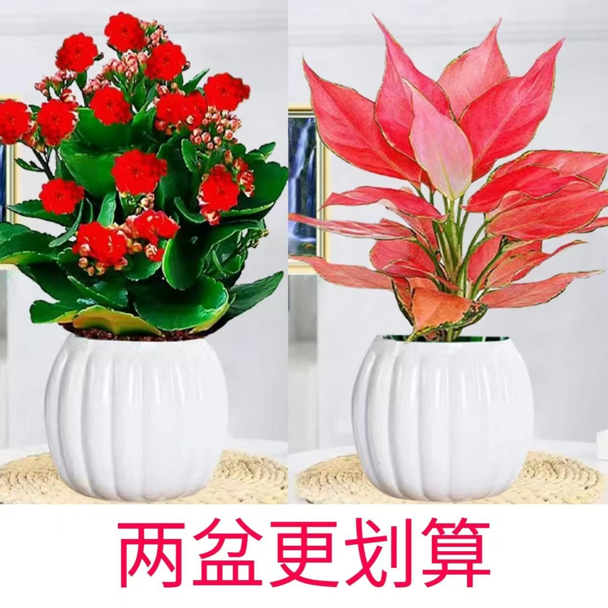 吉利红盆栽长寿花盆栽室内