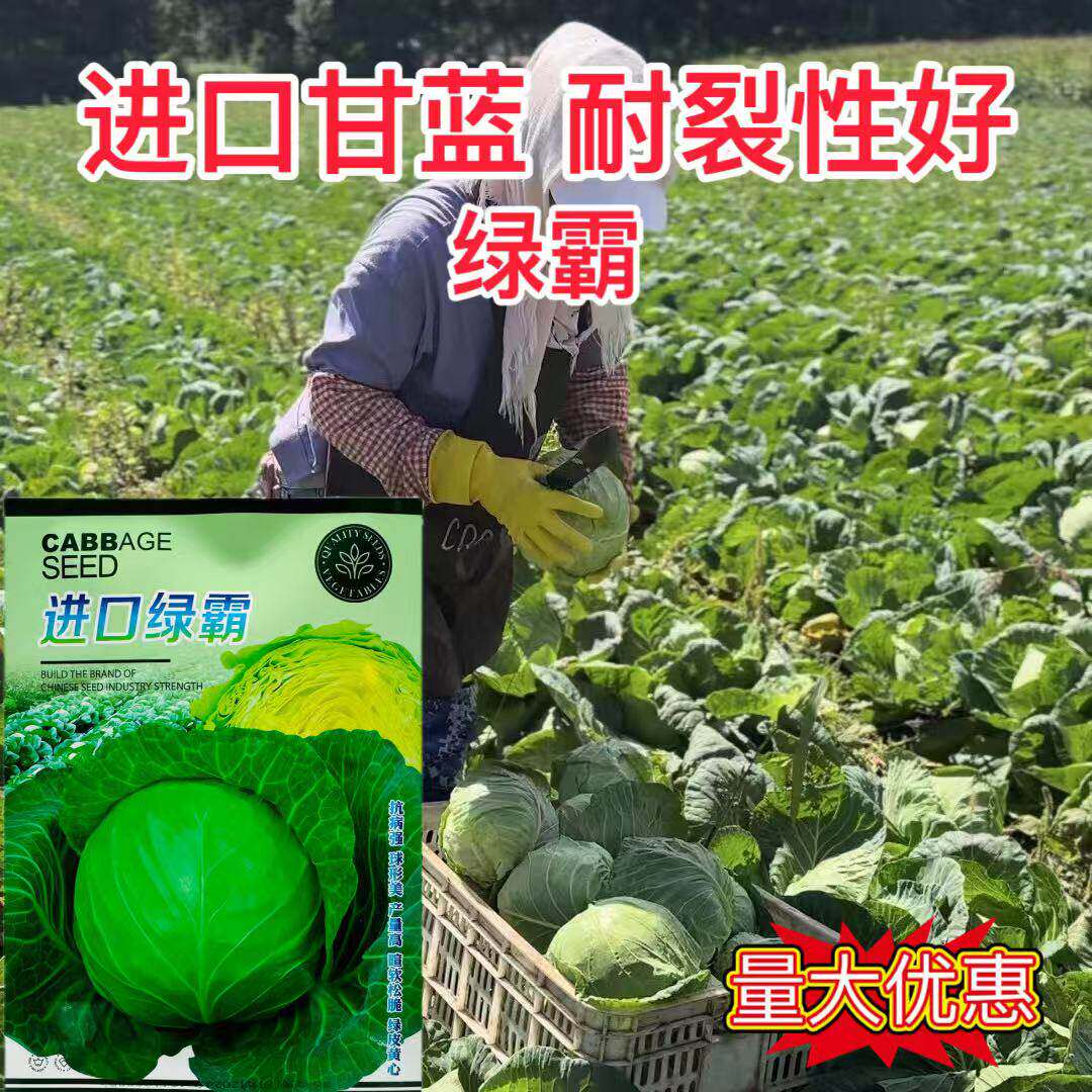 进口绿霸甘蓝种子圆球绿皮黄心甘蓝种子高产抗病包菜种子松软耐裂