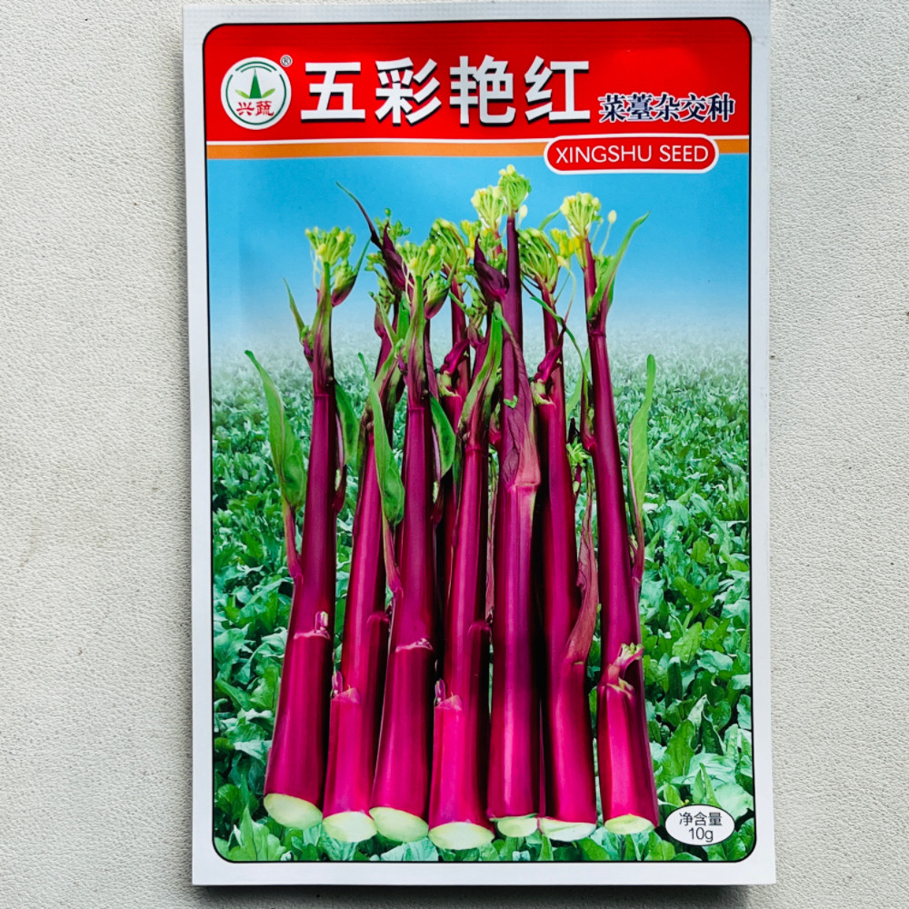 红菜苔种子菜心种籽四季阳台盆栽种子秋冬播农家蔬菜大全紫菜苔种