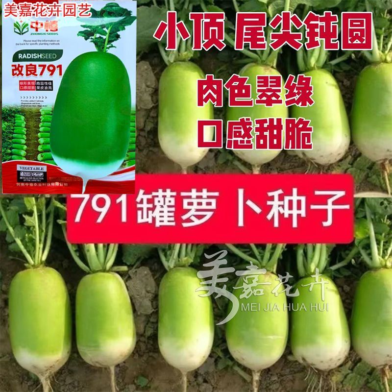 改良791萝卜种子肉质翠绿萝卜种籽罐萝卜籽里外青萝卜50克萝卜籽