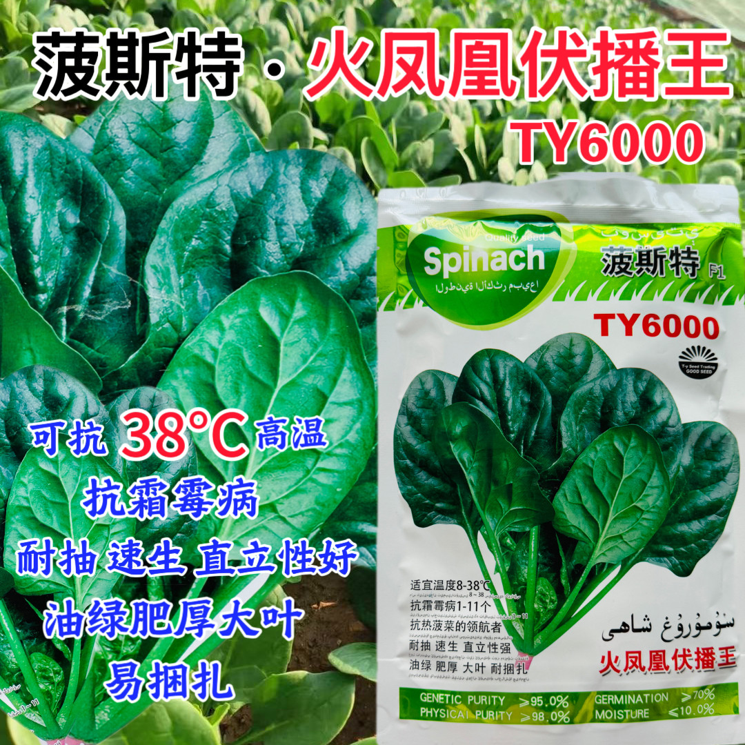 火凤凰伏播王菠菜种子高产抗热耐抽苔大叶菠菜籽四季蔬菜孑
