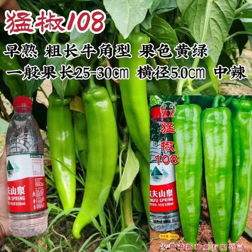 萧新猛椒108辣椒种子早熟黄绿皮粗长牛角椒种子辣味中等耐热耐湿