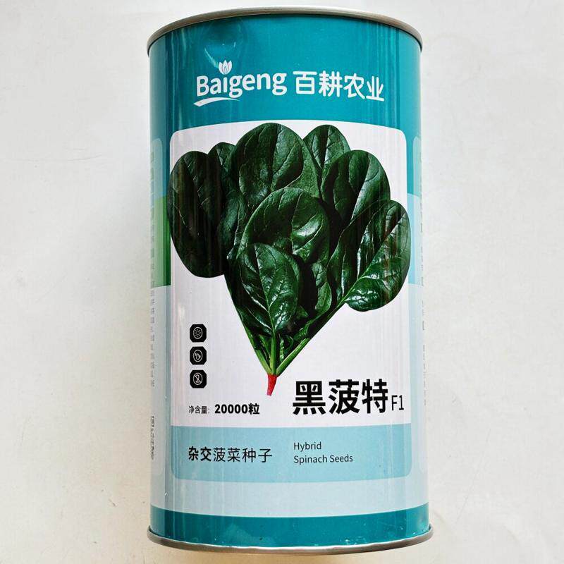 黑菠特F1菠菜种子抗病耐热耐寒晚抽苔墨绿叶杂交菠菜种籽春秋季播