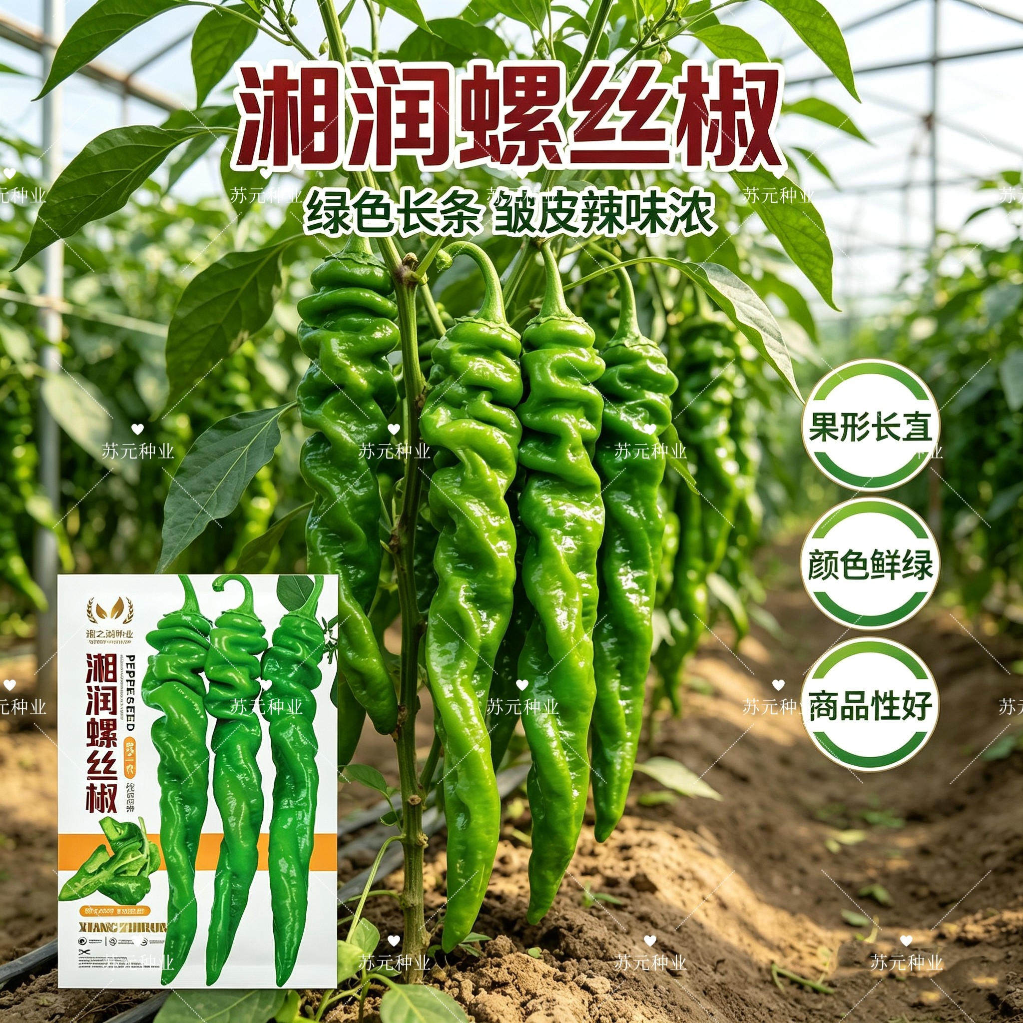 湘润螺丝椒杂交种子早熟薄皮长螺旋青椒抗病大田春秋辣椒蔬菜种籽