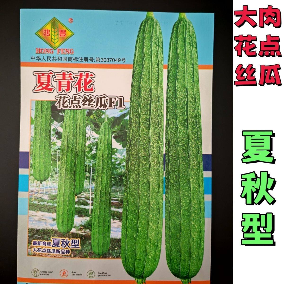 夏青花 大肉花点丝瓜种子 清甜厚肉大果高产耐热商品性佳 夏秋播