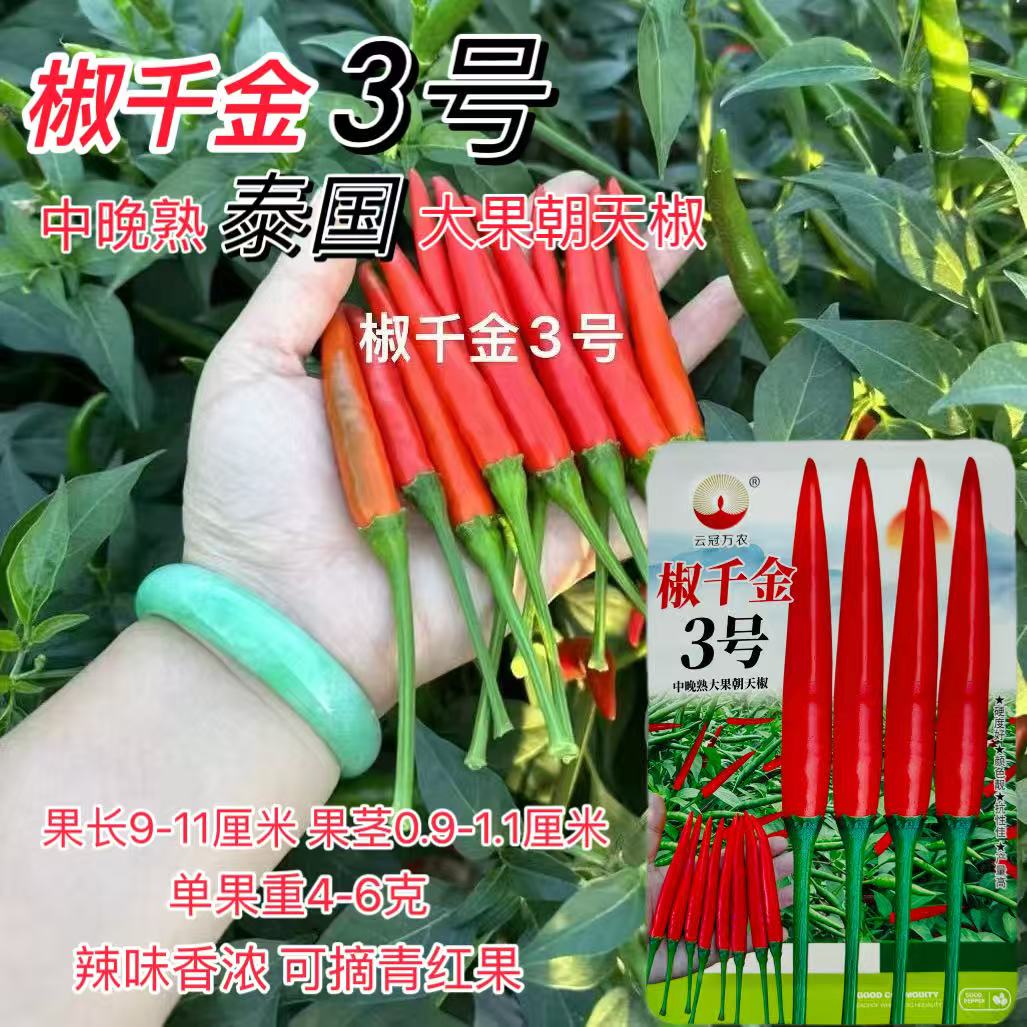 椒千金3号大果朝天椒种子硬果单生中晚熟杂交朝天椒种子春秋种植