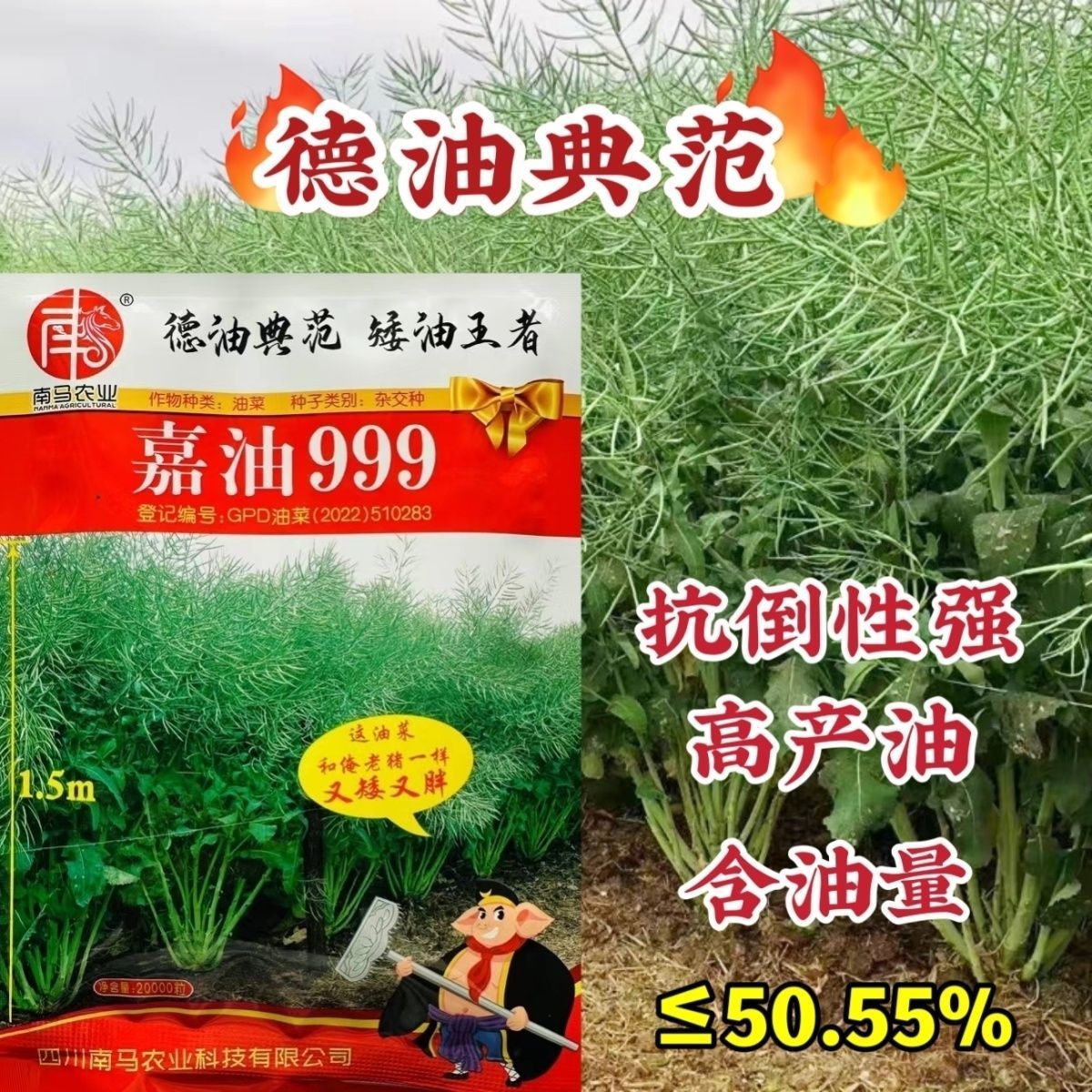 嘉油999黑油菜种籽四川杂交油菜种子矮杆实心杆抗倒伏榨油好品种