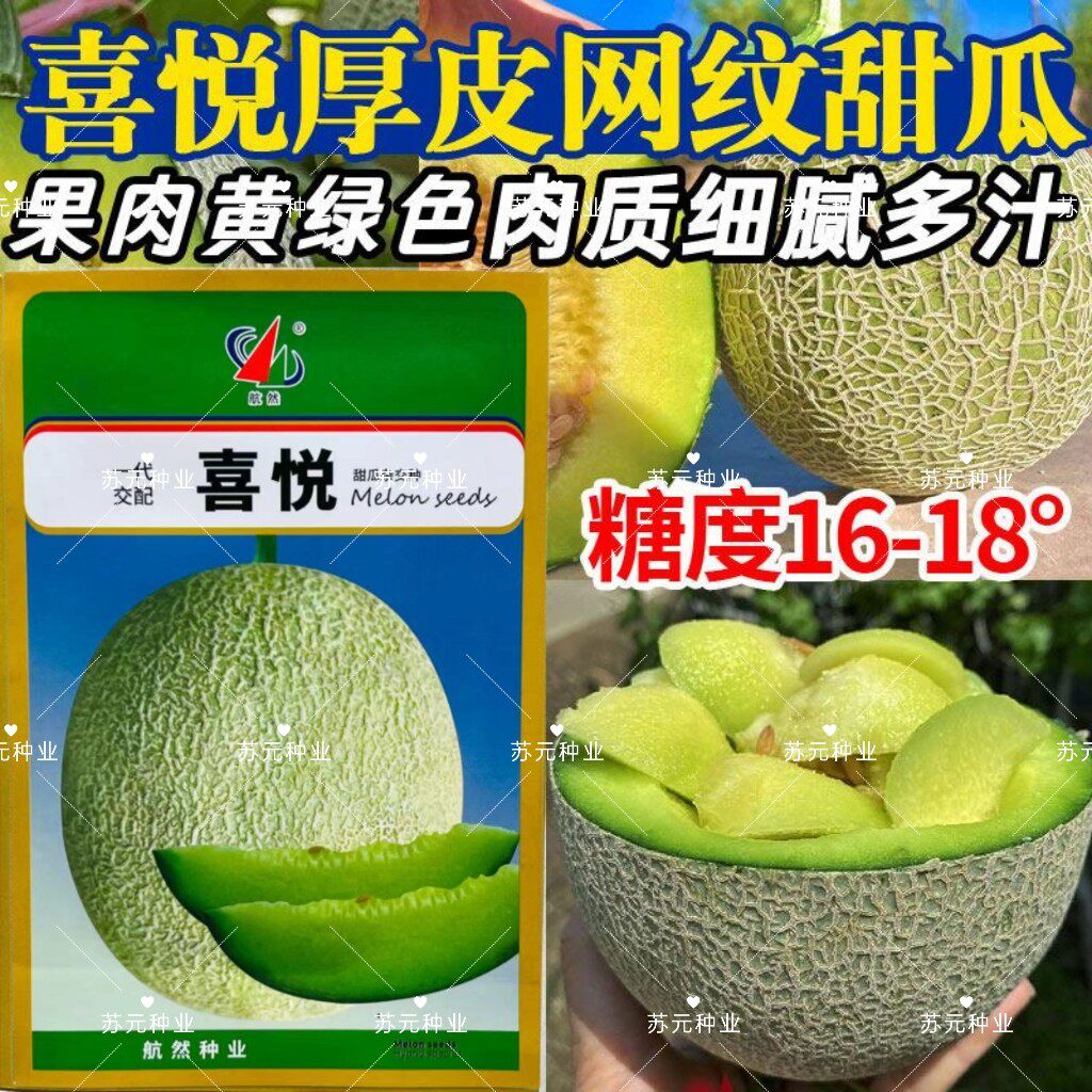 喜悦网纹甜瓜种子绿肉哈密瓜种籽超甜网纹甜瓜高产春季南北方水果
