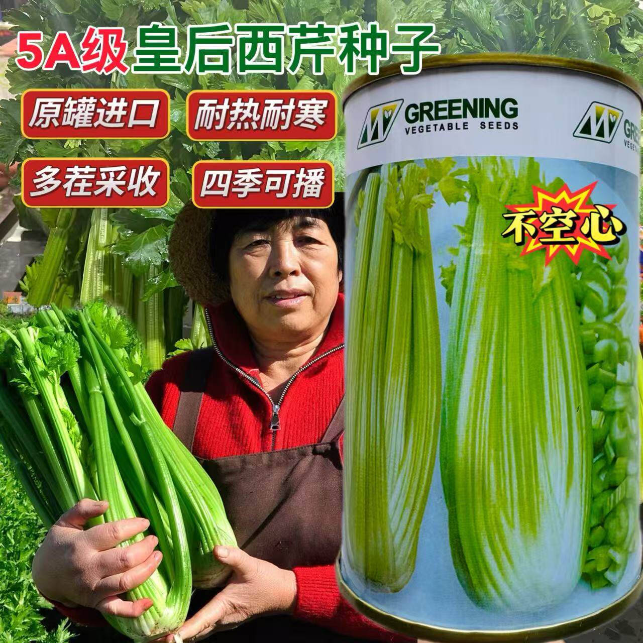 法国皇后早熟进口芹菜种子北京亘青西芹籽高产抗病强耐低温生长快