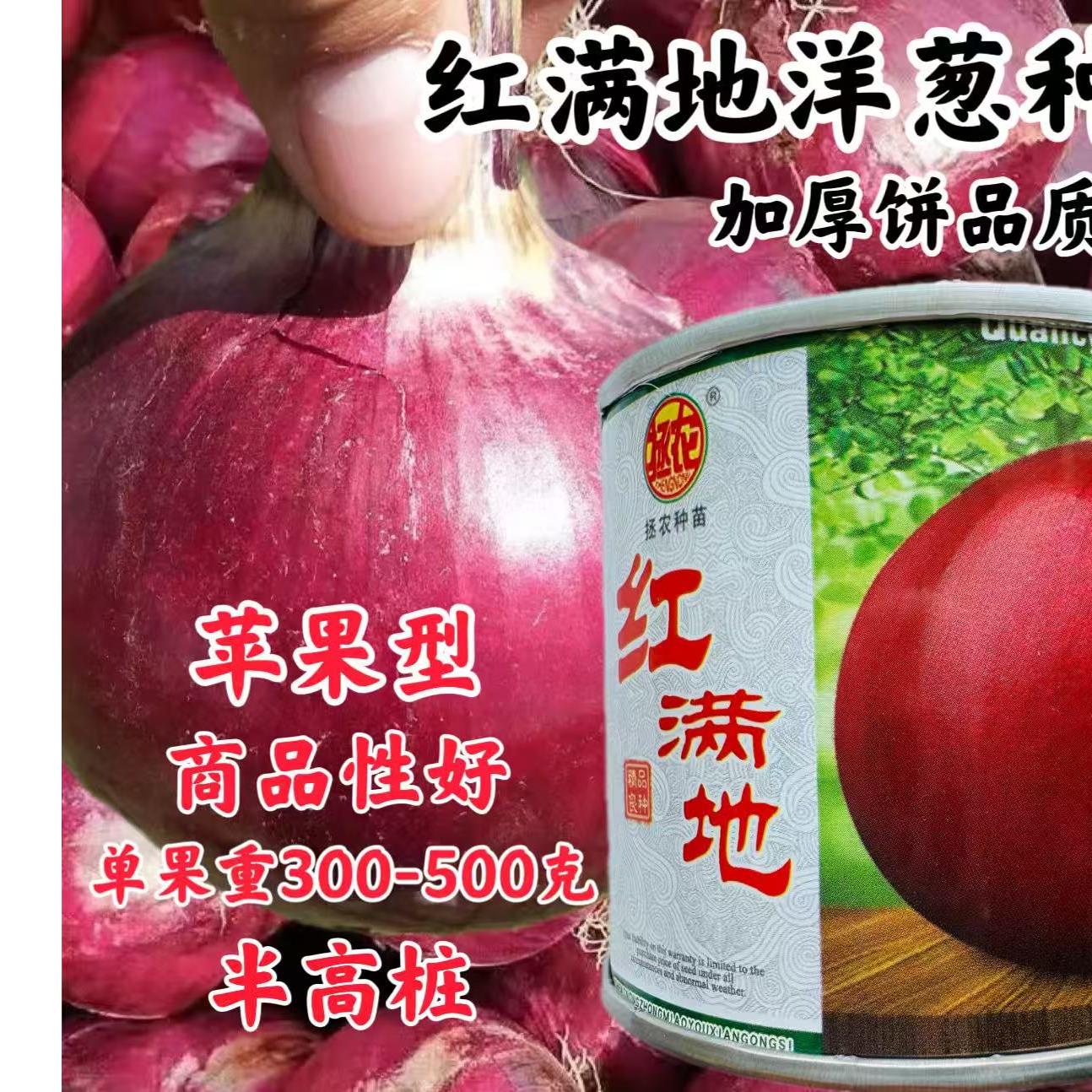 红满地洋葱种子 中早熟紫红高产洋葱种籽半高桩抗病洋葱葱头种子
