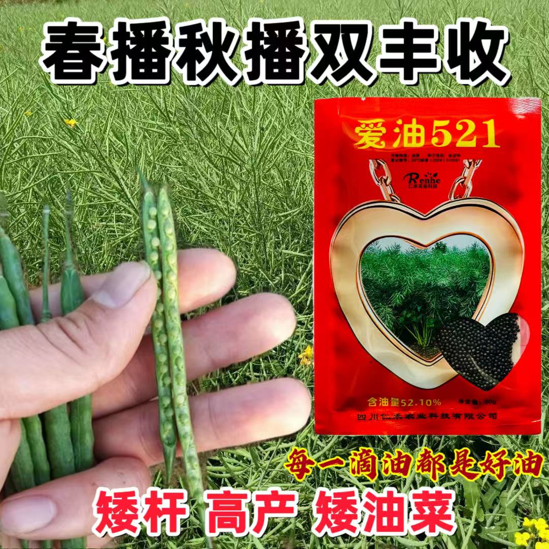 仁禾爱油521油菜种子春秋双丰收含油率高大籽粒矮杆高产油菜种籽
