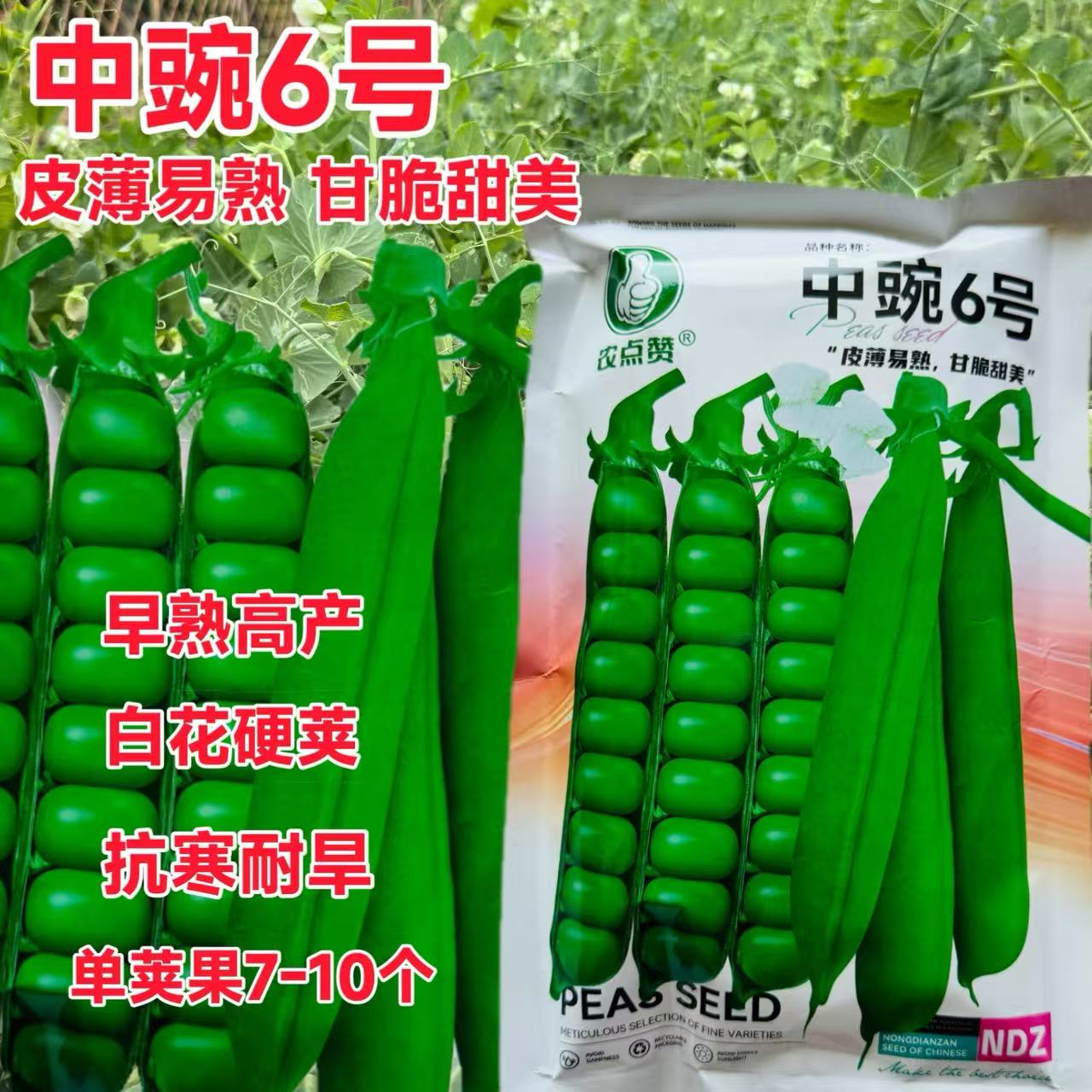中豌6号豌豆种籽种子早熟甜脆青碗豆带壳长寿仁散装抗寒蔬菜种孓