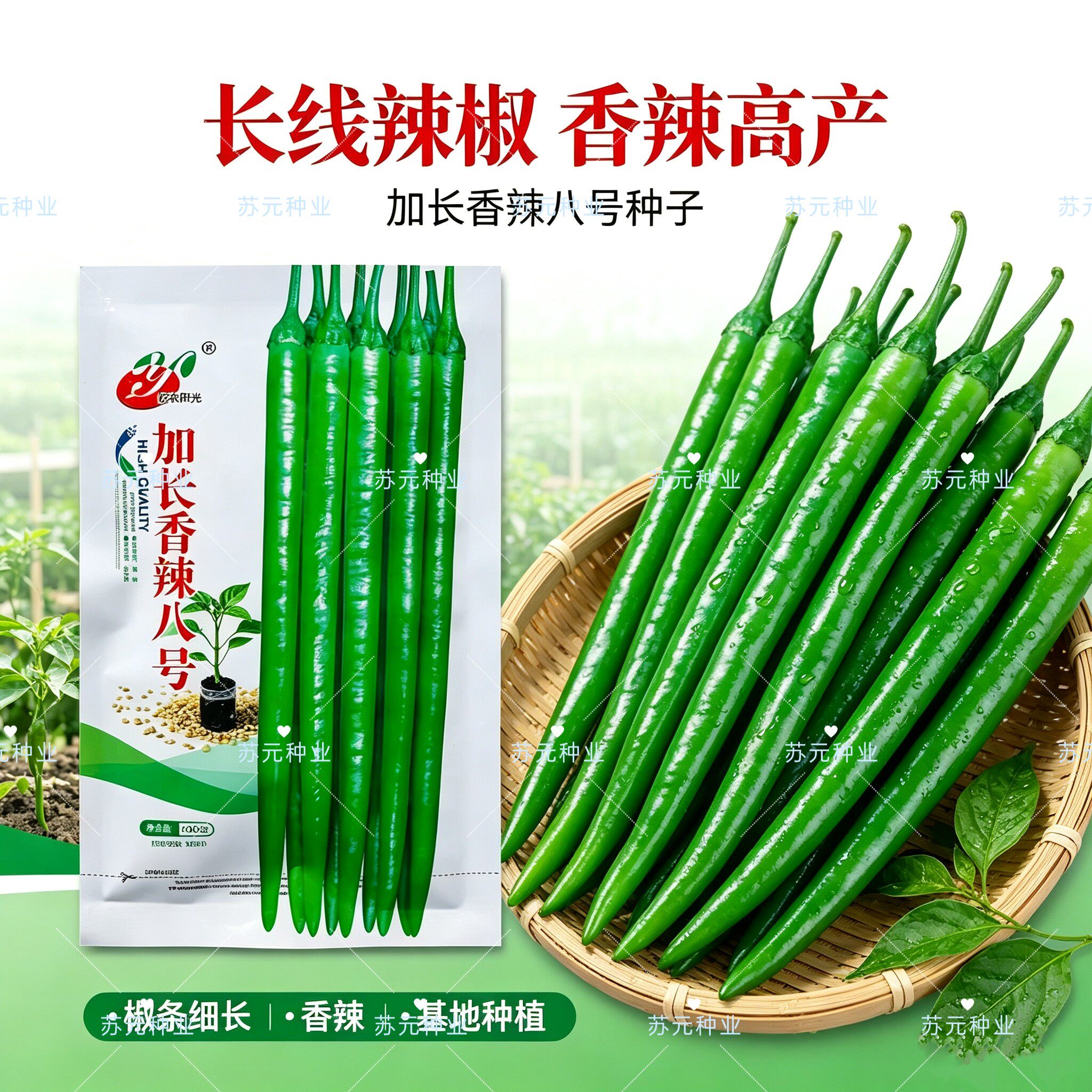 加长香辣八号辣椒种子早熟薄皮长线椒种籽干鲜两用中辣春秋播高产