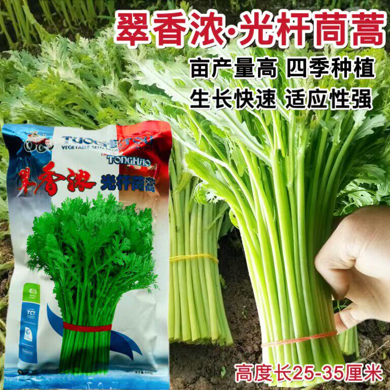 翠香浓光杆茼蒿种子蓬蒿菜种籽高产速生皇帝菜菜种四季青菜蔬菜孑
