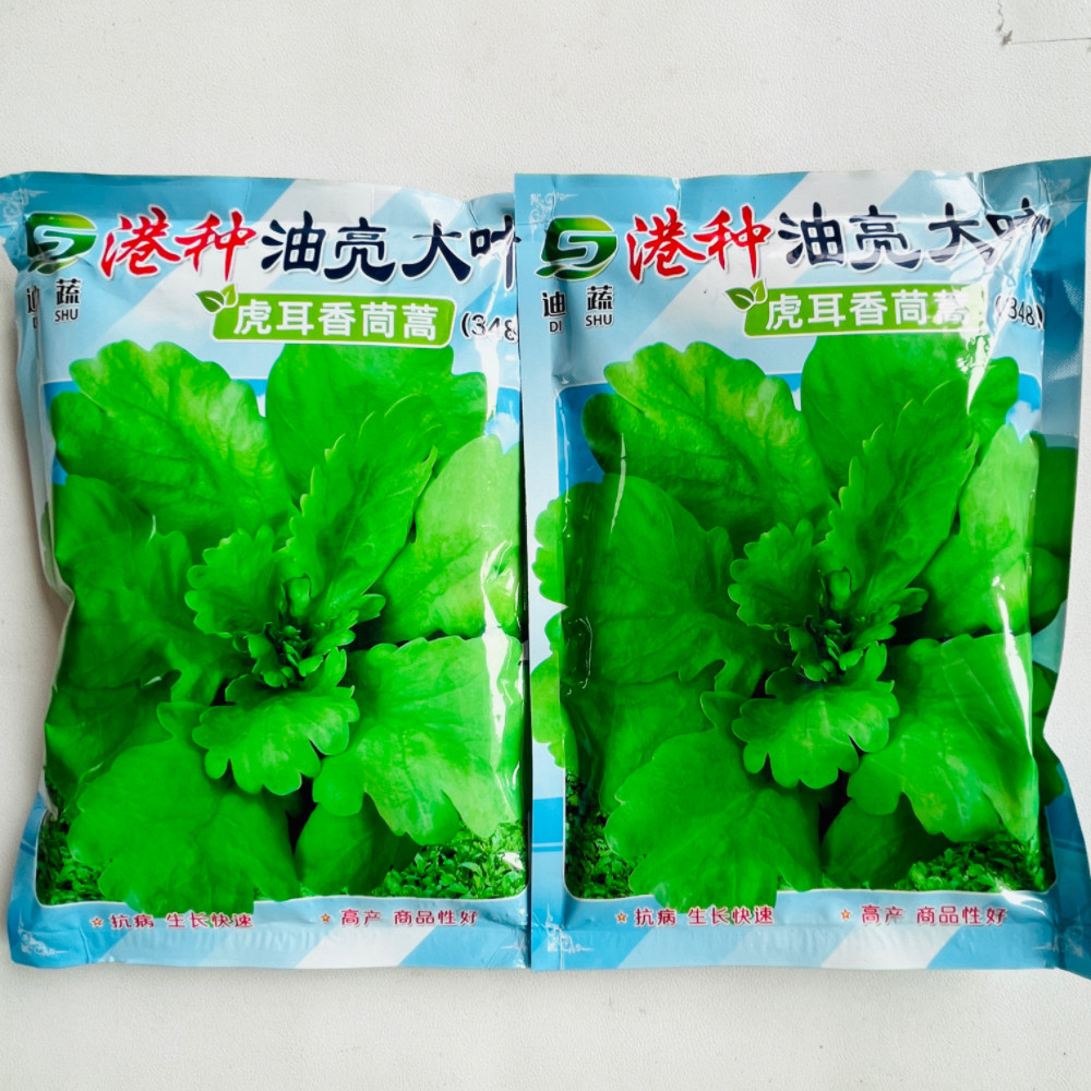 港种油亮大叶虎耳茼蒿种子大叶茼蒿种子耐热耐寒四季秋冬蔬菜种子