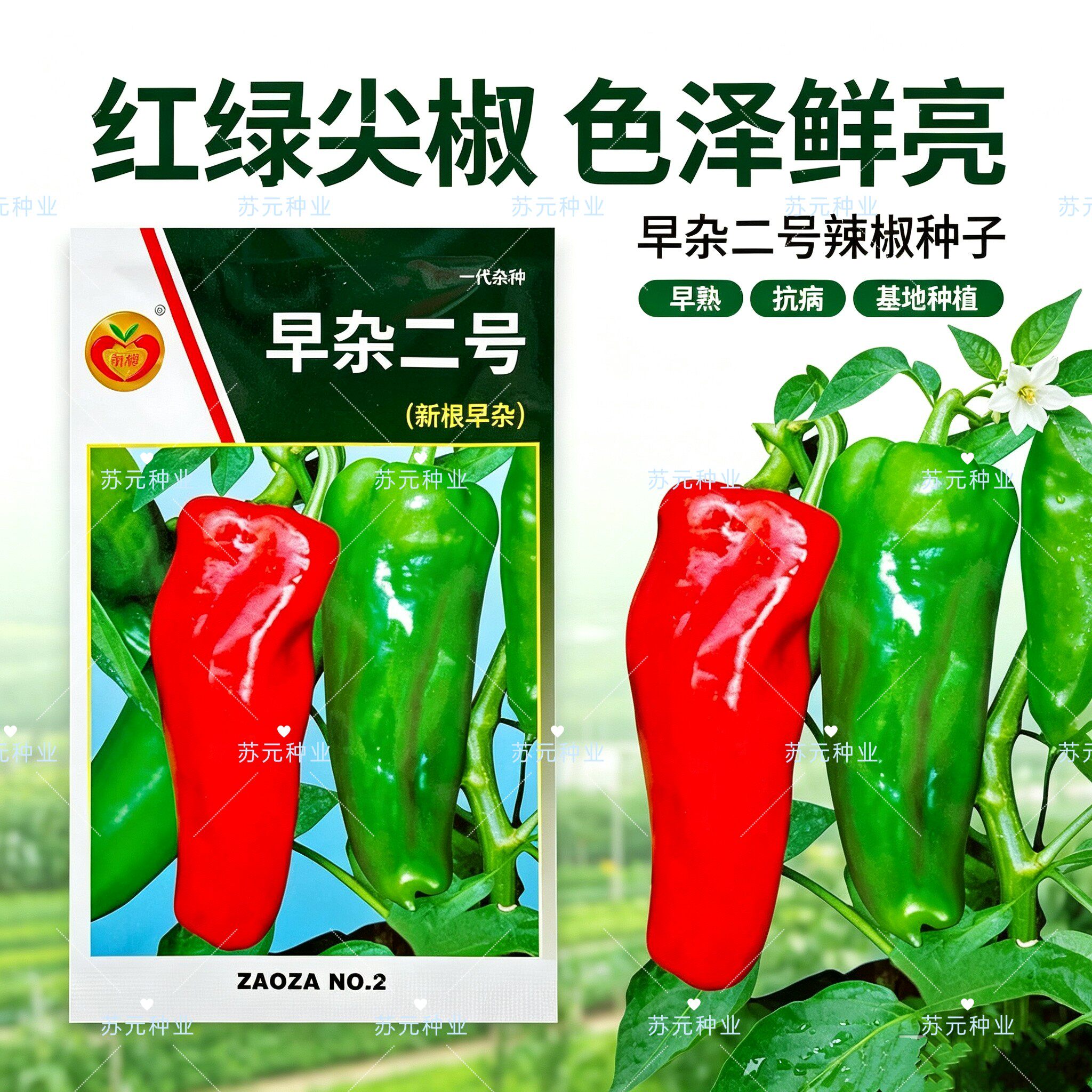 早杂二号辣椒种子虎皮椒青椒大果薄皮香脆微辣阳台四季种蔬菜种籽