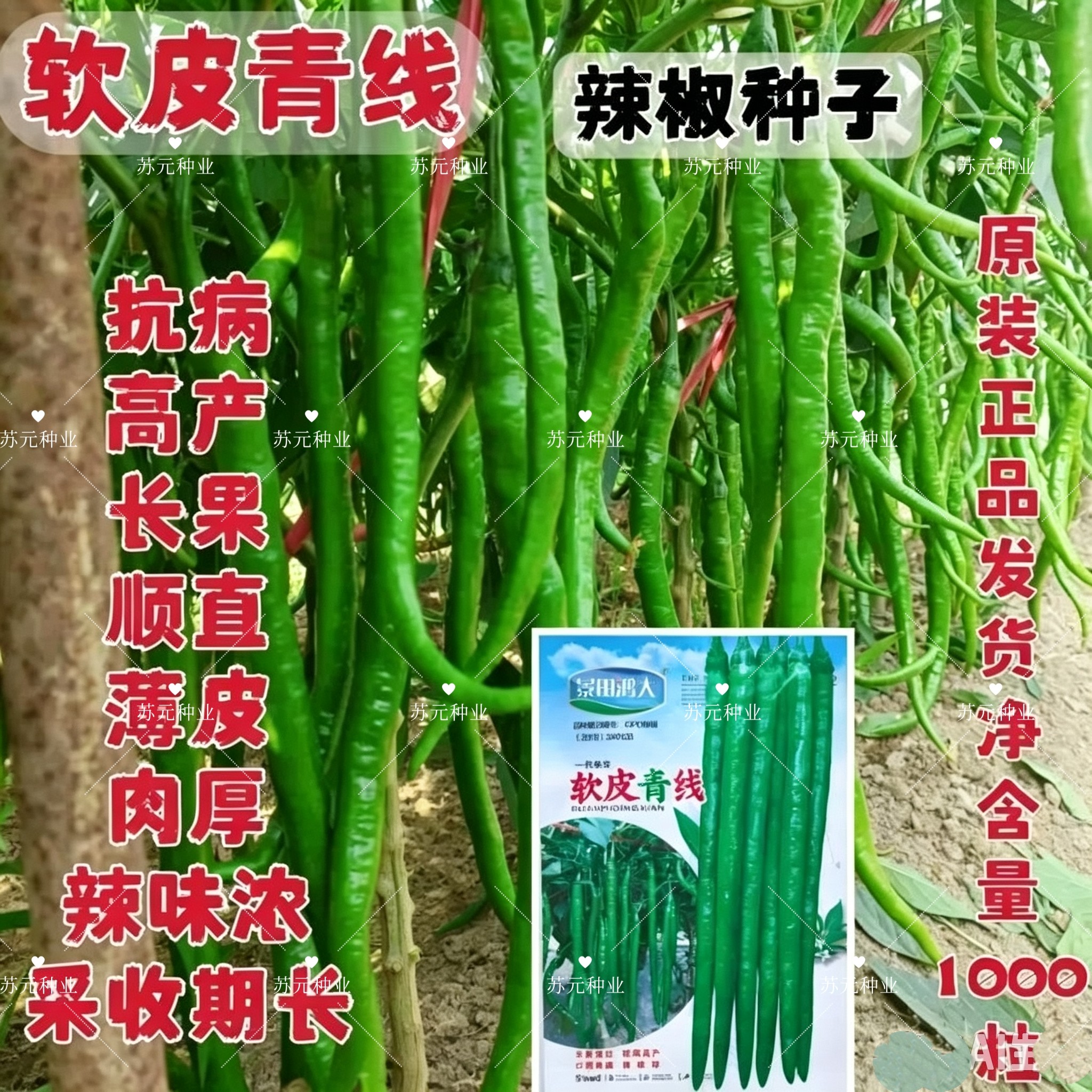 软皮青线椒种子中早熟高产抗病线椒种籽春秋播辣椒种籽蔬菜种