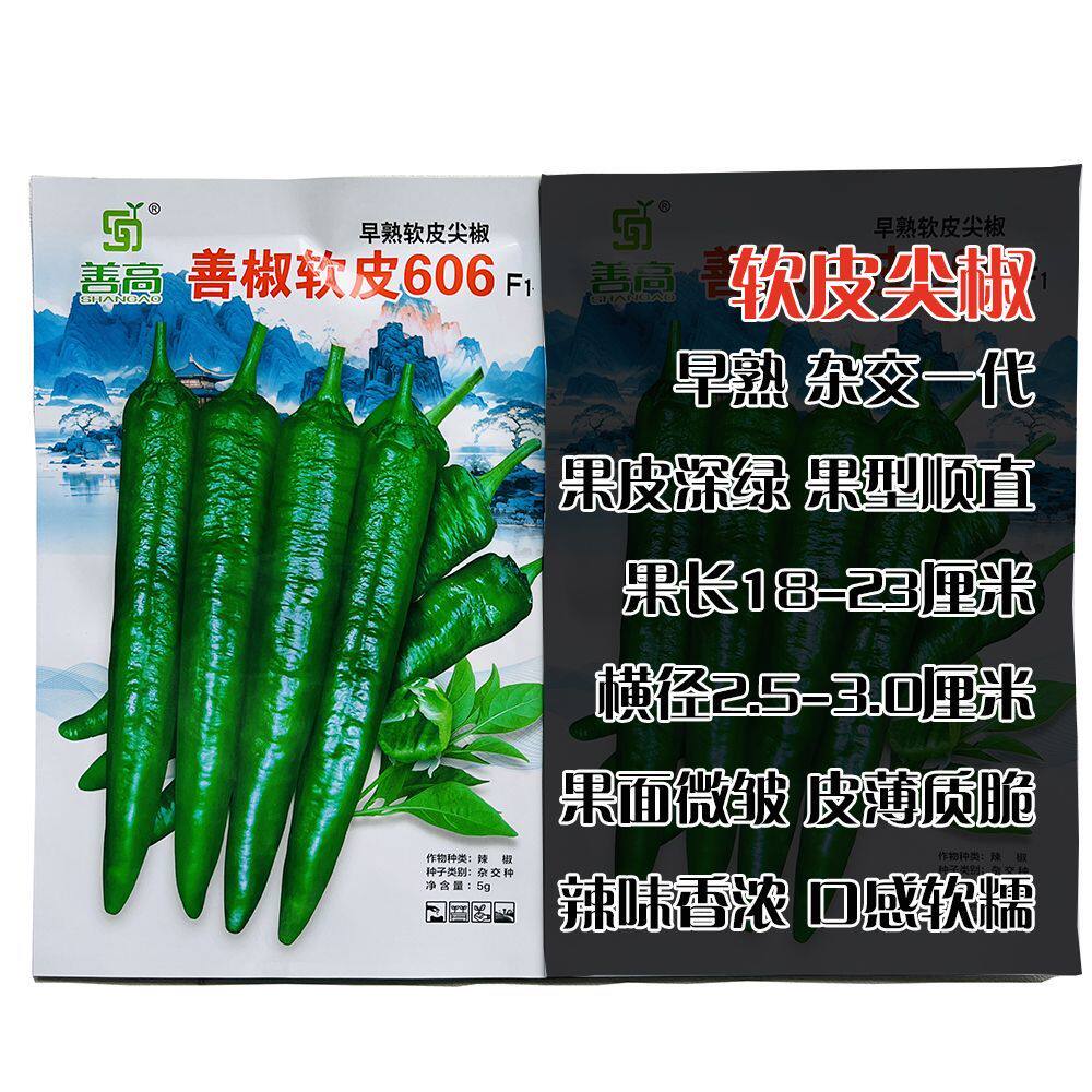 善椒软皮606辣椒种子辣味香浓早熟软皮牛角椒果面微皱顺直坐果强