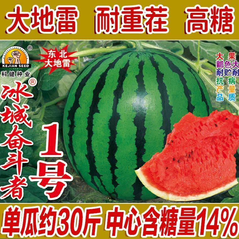 冰城奋斗者1号东北大地雷大果甜王西瓜种子超甜中晚熟高产耐重茬
