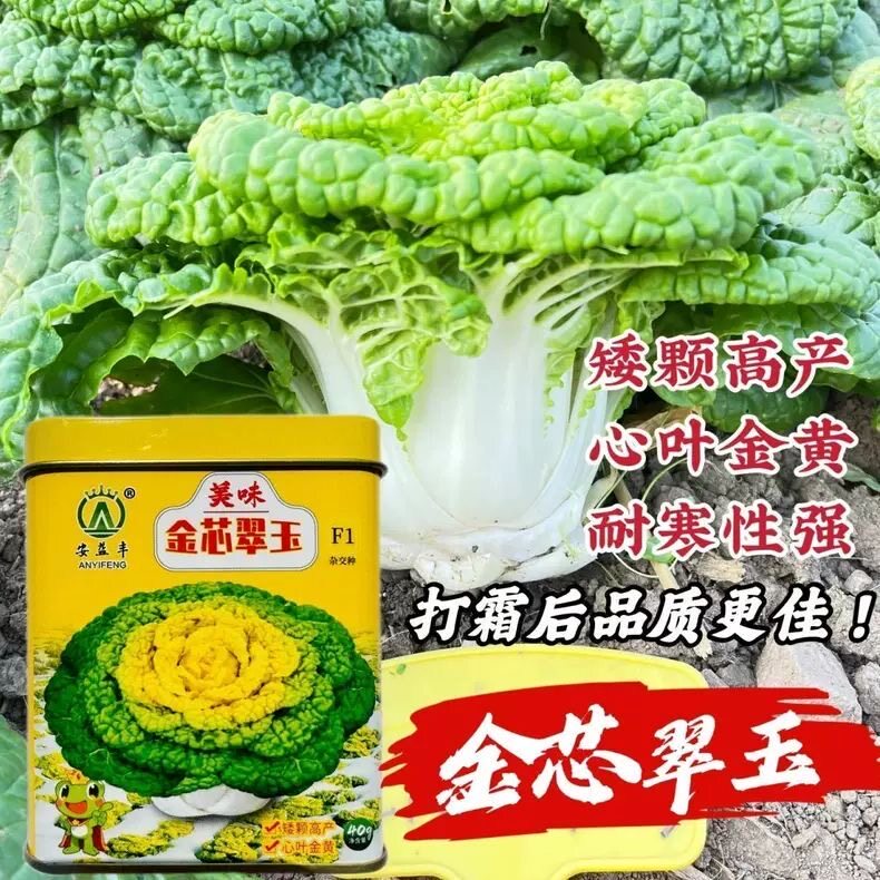 美味金芯翠玉黄心乌塌菜种子秋季耐寒蔬菜菊花菜种子黄芯乌种籽