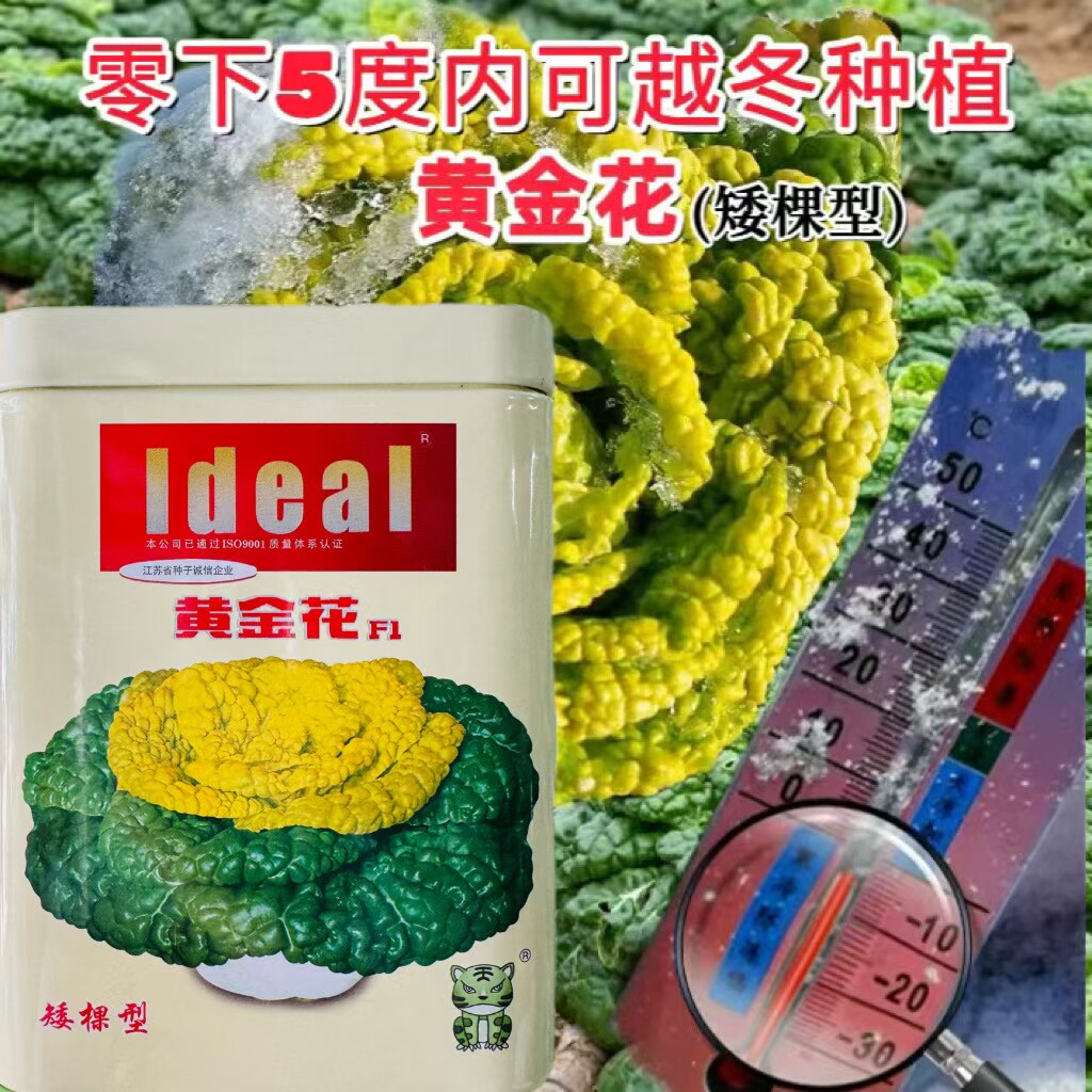 理想黄金花乌塌菜黄心乌白菜种子黄心菊花菜种籽秋冬耐寒农家蔬菜
