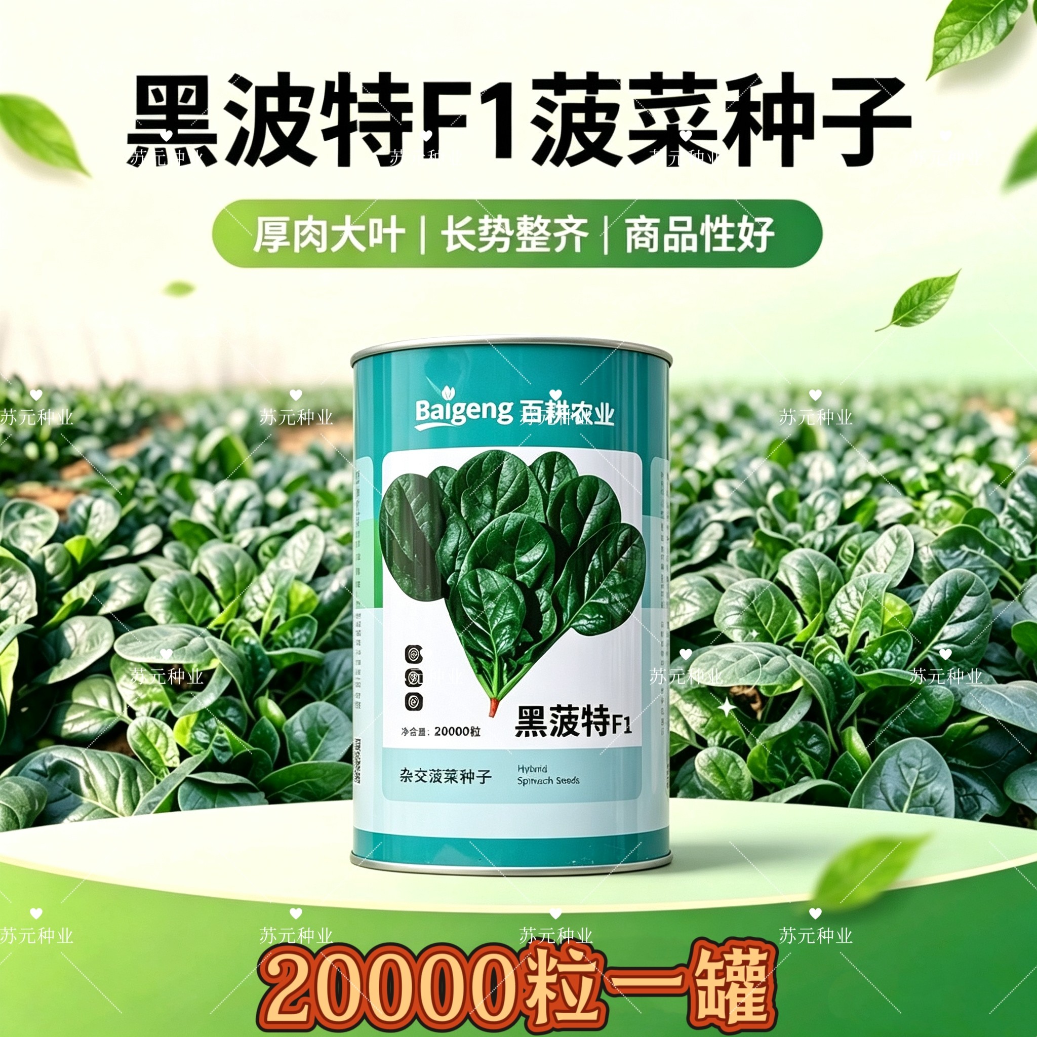 百耕黑菠特杂交菠菜种子墨绿黑亮叶甜质嫩耐寒耐湿耐热抽苔晚