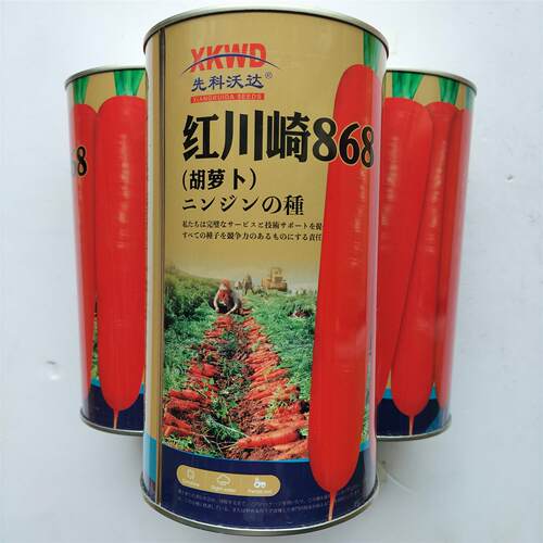 红川崎868胡萝卜种子7月中下旬种植鲜食加工两用胡萝卜秋播胡萝卜