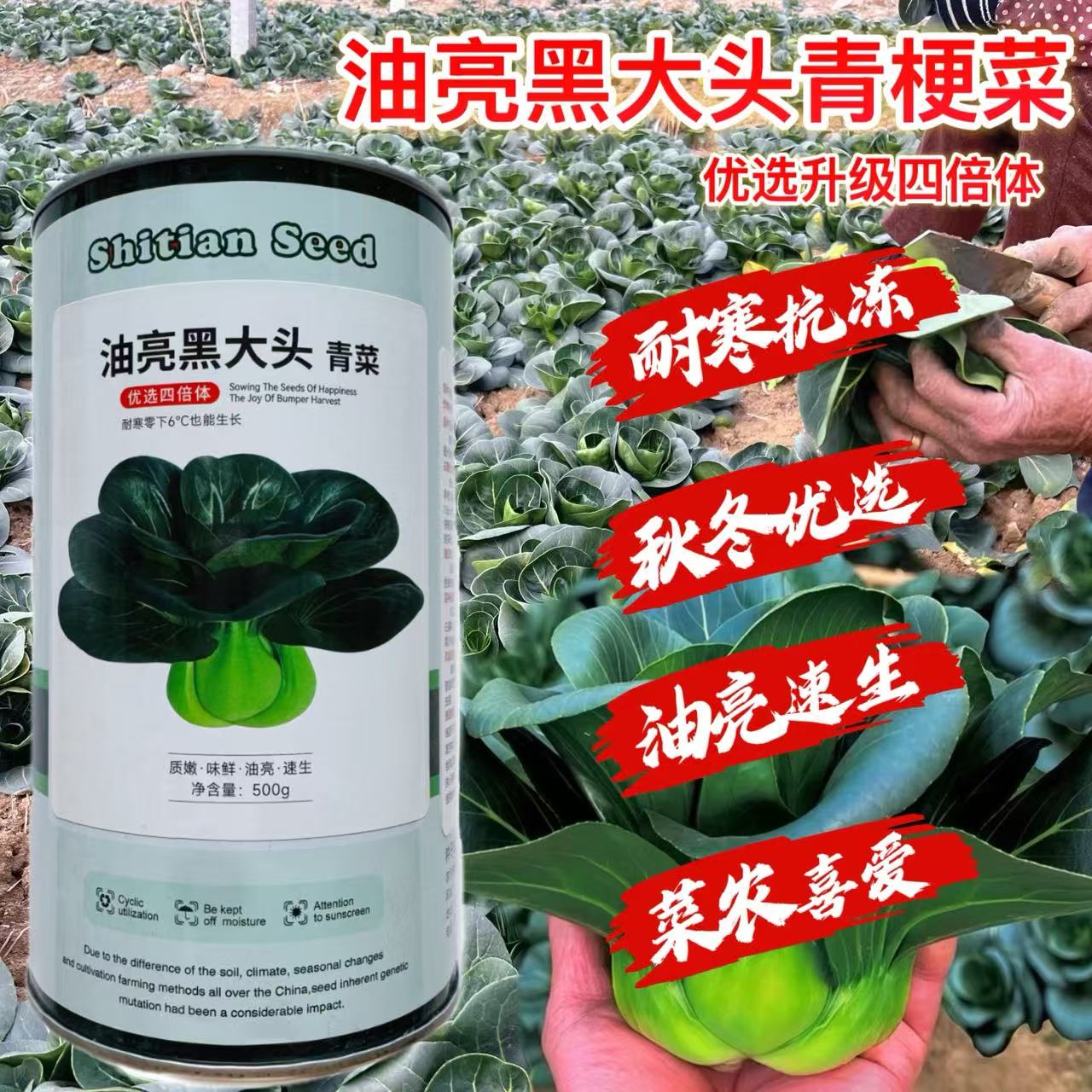 油亮黑大头青菜种子短梗深绿叶青菜种籽耐寒束腰口感甜糯青菜种子